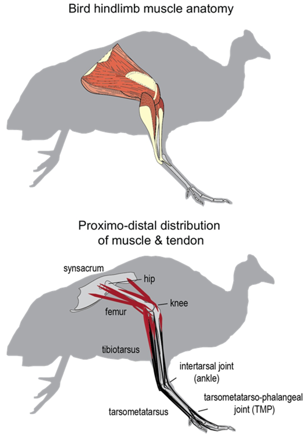 Guineafowl hindlimb