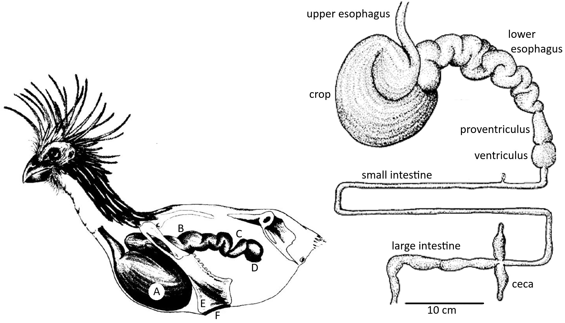 Hoatzin digestive system