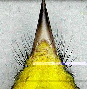 Photo of the rictal bristles of a Hooded Warbler