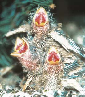 Photo of House Finch nestlings