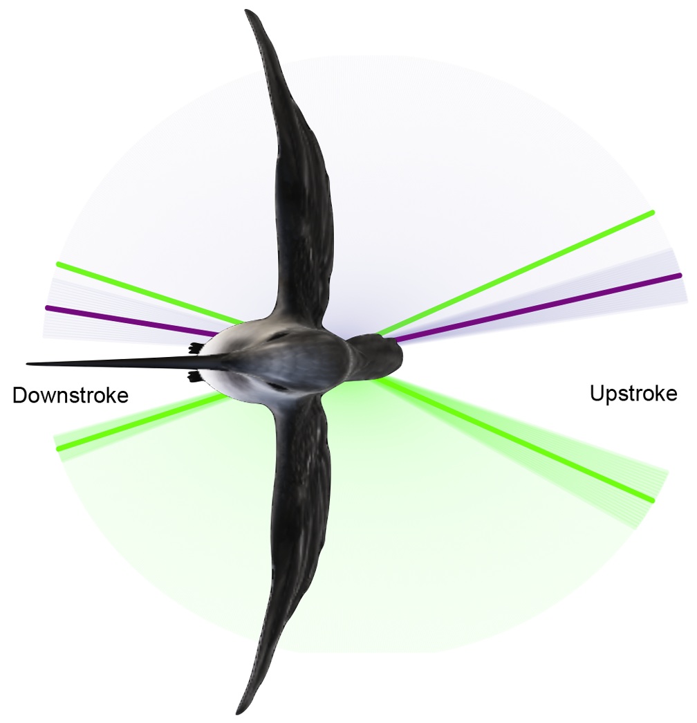 Hummingbird flight when molting