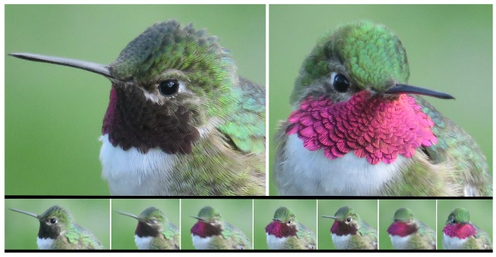 Photos of a male Broad-tailed Hummingbird showing iridescent throat plumage