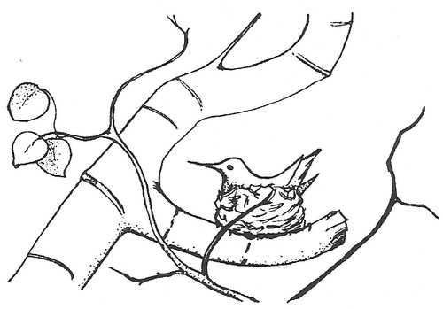Drawing showing the nest of a Broad-tailed Hummingbird on a branch immediately below another branch
