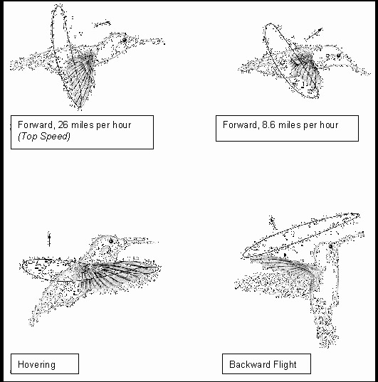 Body angle of a hummingbird during different types of flight