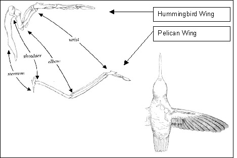 Wing bones of a hummingbird