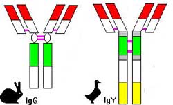 Antibodies of a mammal and a bird