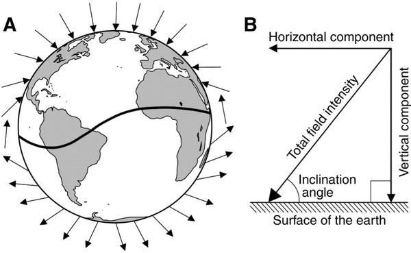 Drawing showing inclination of earth's magnetic field at different latitudes