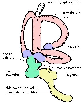 Drawing of the inner ear of a bird