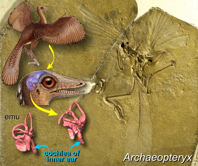 Drawing of the inner ear of Archaeopteryx