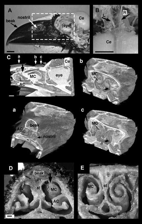 Photos of the nasal cavities of a crow