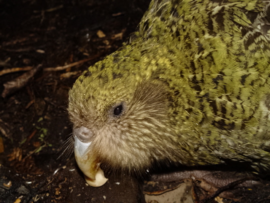 Photo of a Kakapo