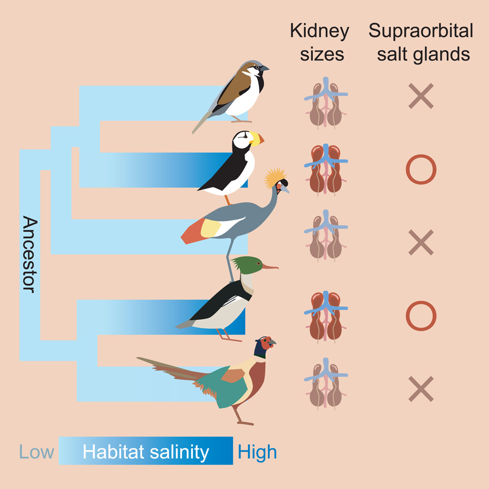 Size of kidneys and salt glands in selected species of birds