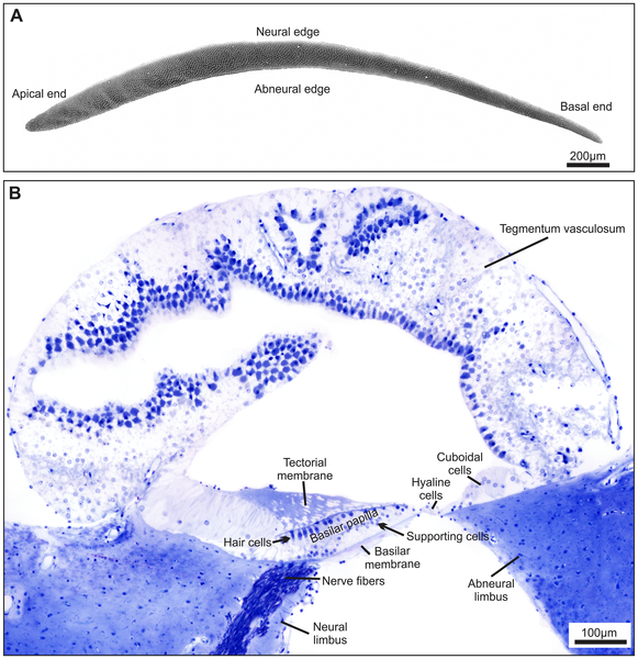 Photos of a basilar membrane and a Kiwi cochlea