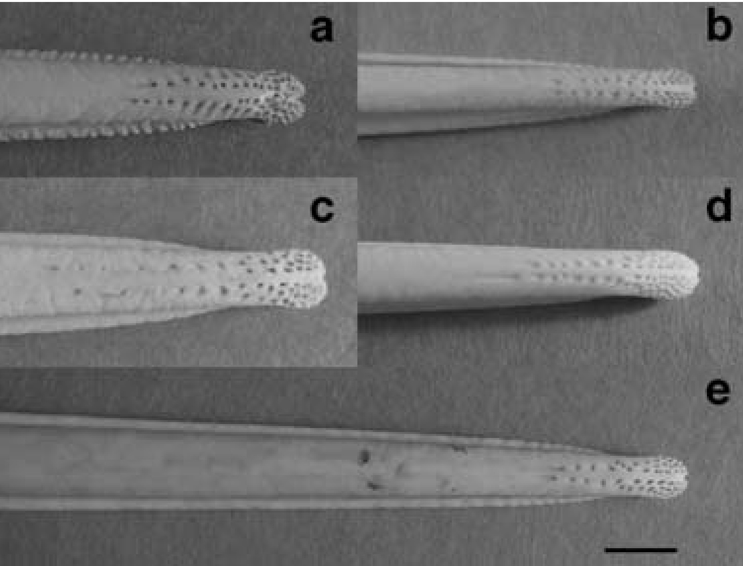 Closeup of kiwi bill sensory pits