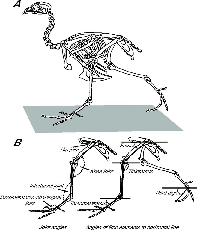 Skeleton illustrating knee-based locomotion