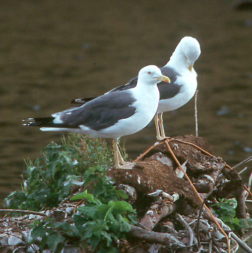 Photo of a pair of Lesser Black-backed Gulls