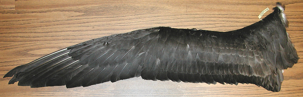 Photo of the wing of an albatross