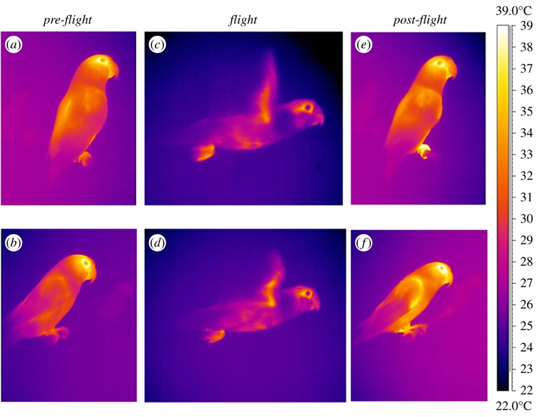 Lovebird thermal images