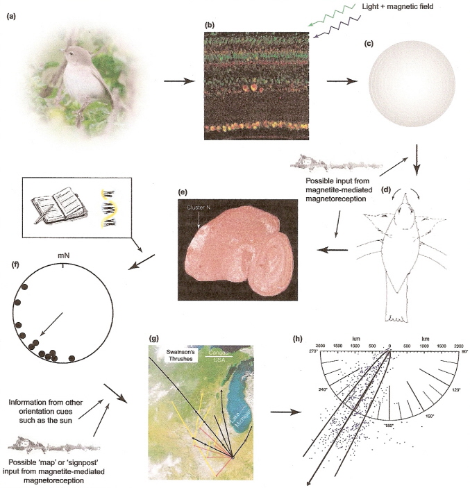 Graphic showing how a robin may detect magnetic fields