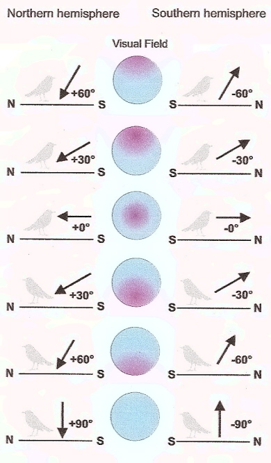 Illustration of how birds may see magnetic fields