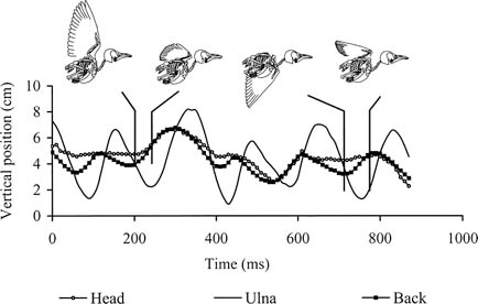 Graph showing how a bird's neck acts as a shock absorber during flight
