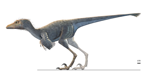 Drawing of a small theropod dinosaur