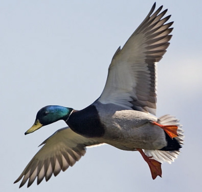 Photo of a mallard duck coming in for a landing with elevated alula feathers
