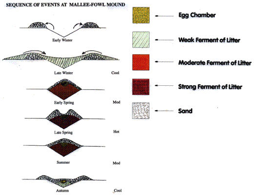 Drawings of a Malleefowl nesting mound