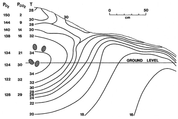 Drawing showing temperature within the nesting mound of a Mallee Fowl