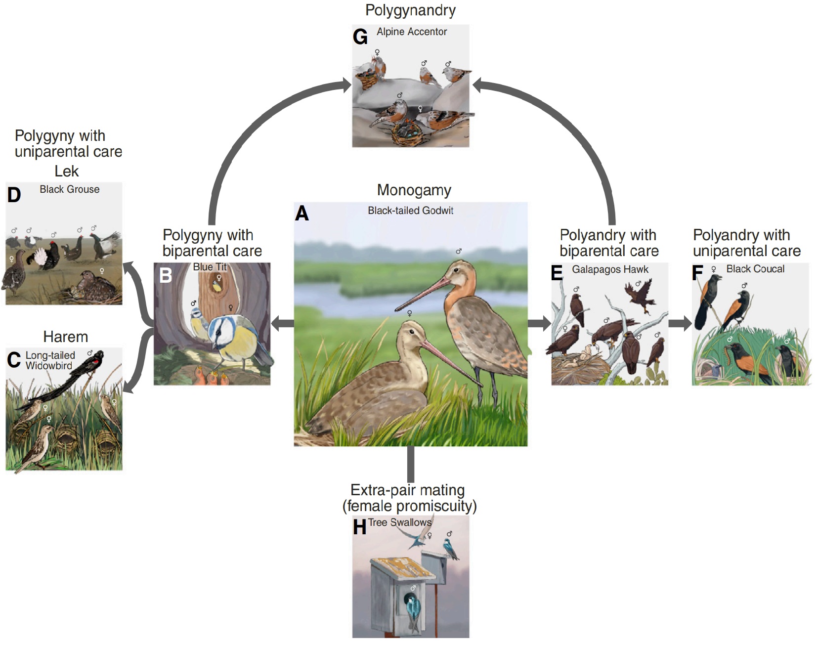 Avian mating systems