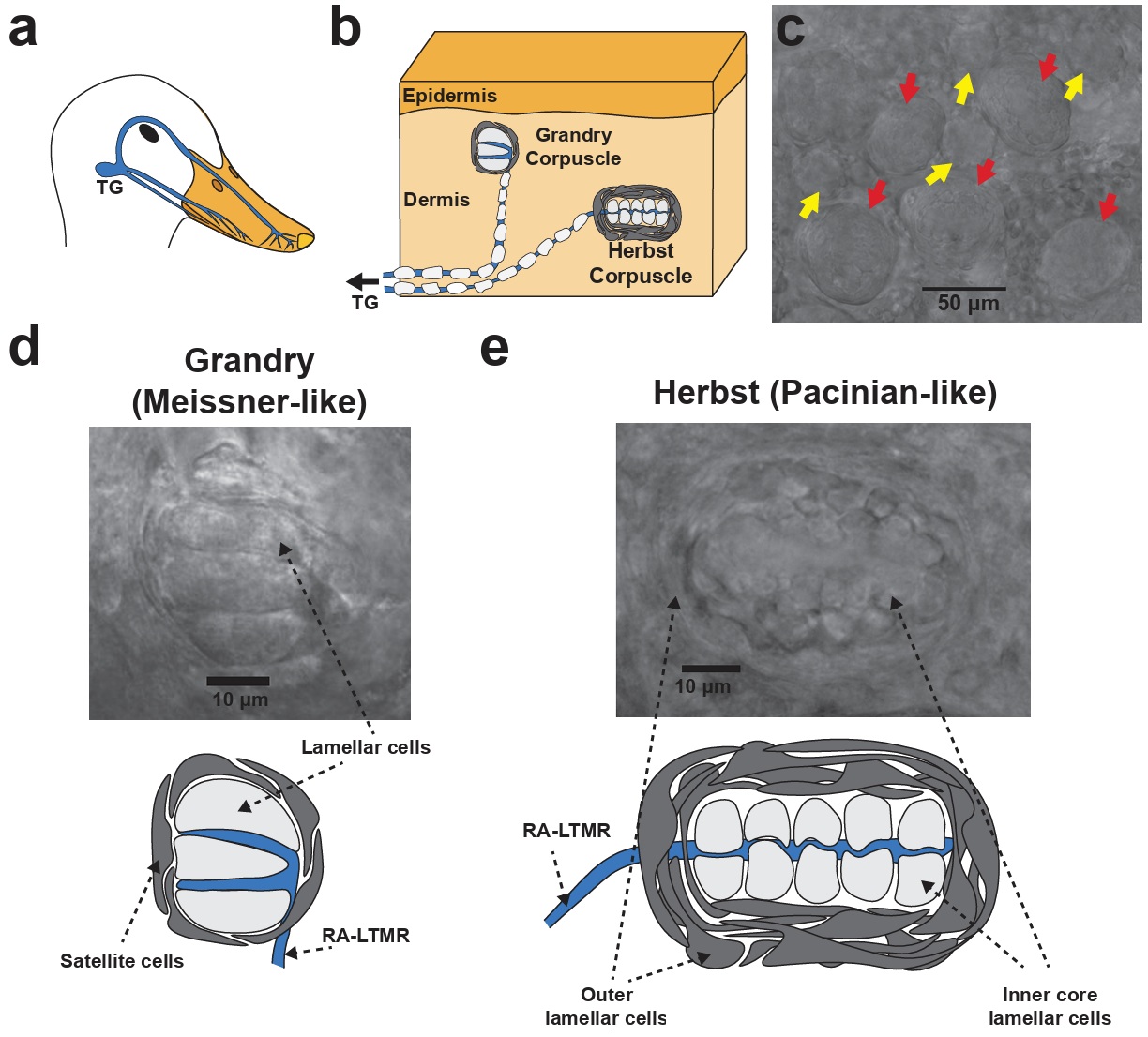 Mechanoreceptors in a bird bill