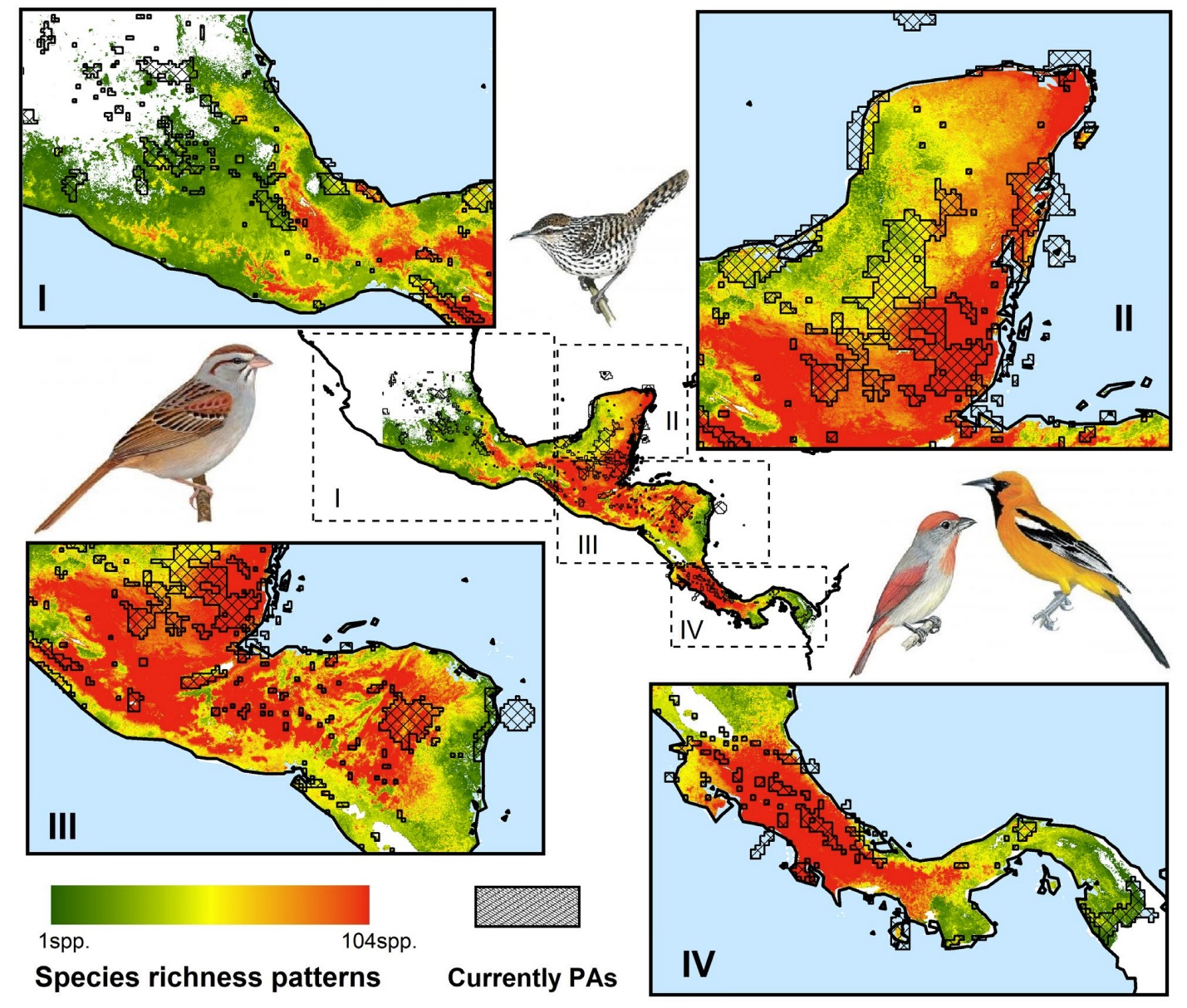 Endemic birds of Mesoamerica
