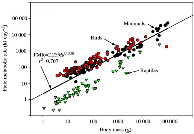 Metabolic rates of birds, mammals, and reptiles