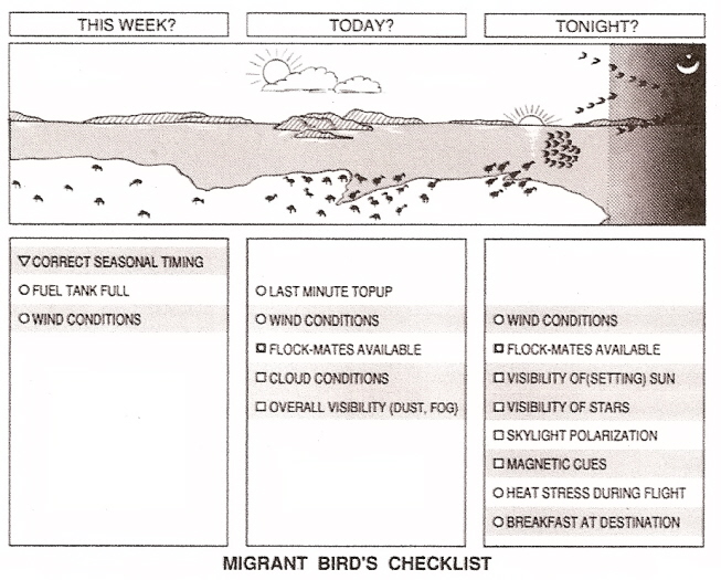 Figure showing checklist of things that must be considered by a migrating bird