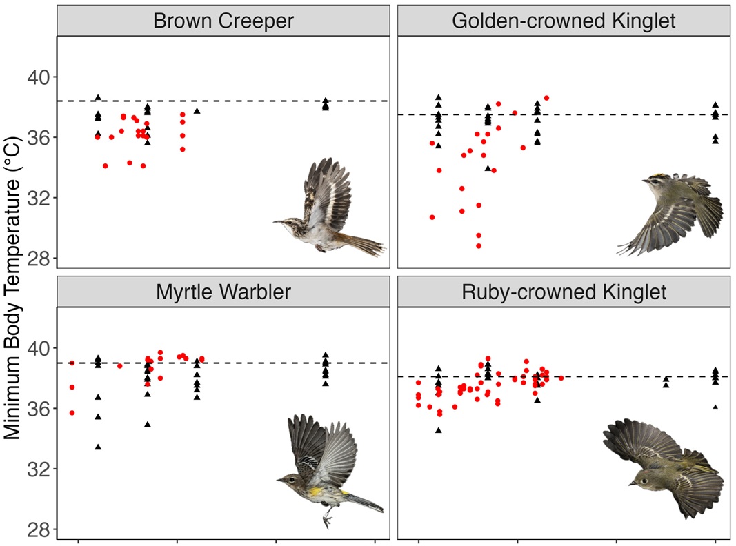 Hypthermia in four species of migratory songbirds