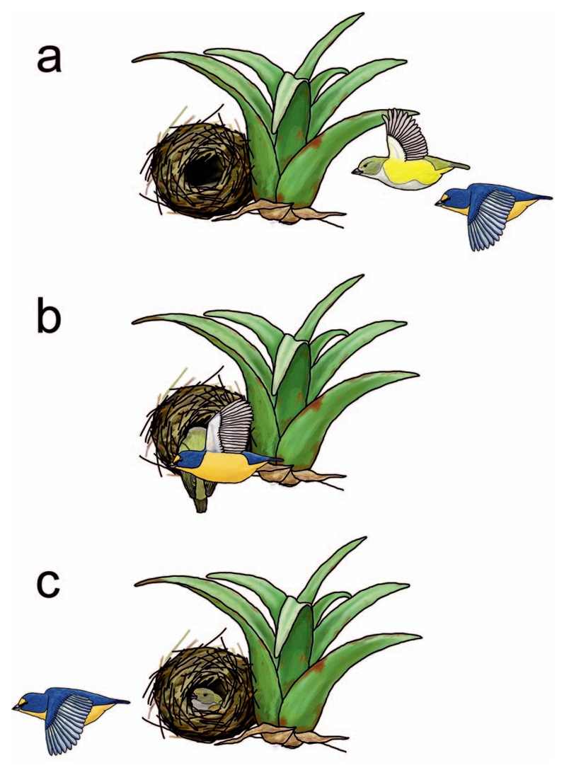 Misdirection as nest defense