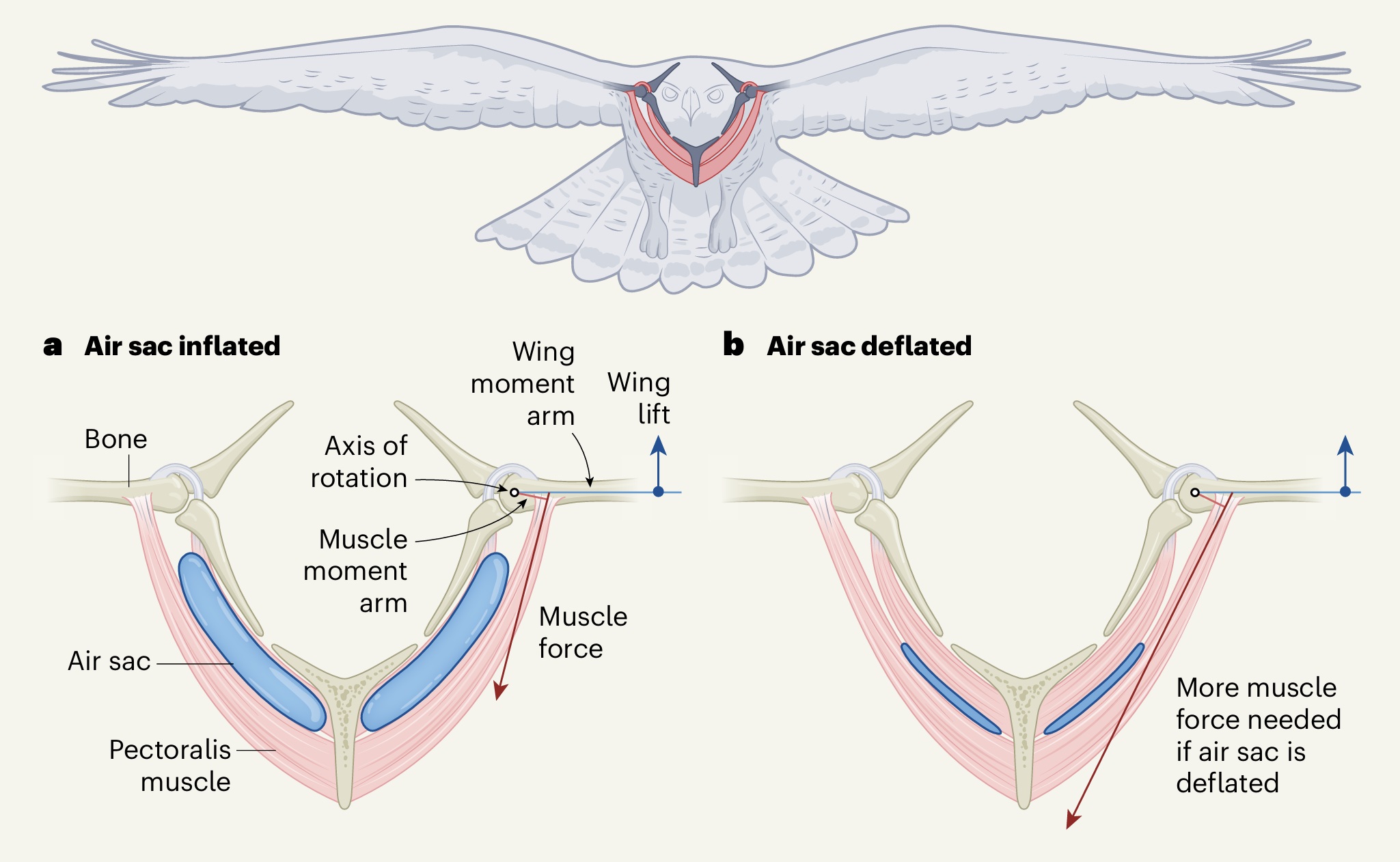 Air sacs and soaring birds