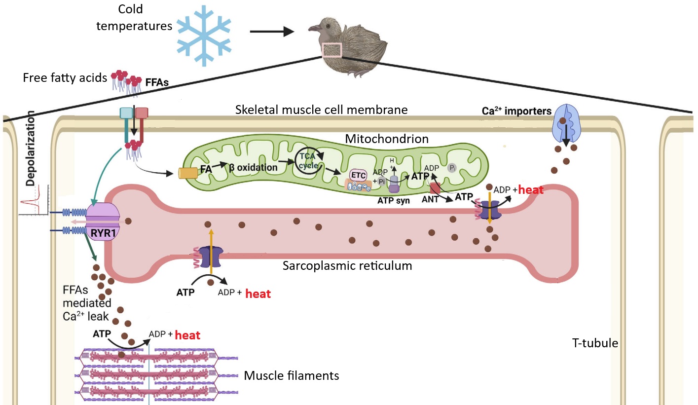 Simplified version of NST