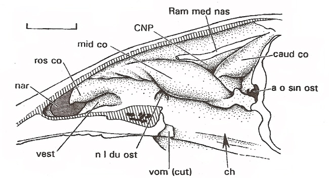 Drawing of the nasal cavity of a Mallard