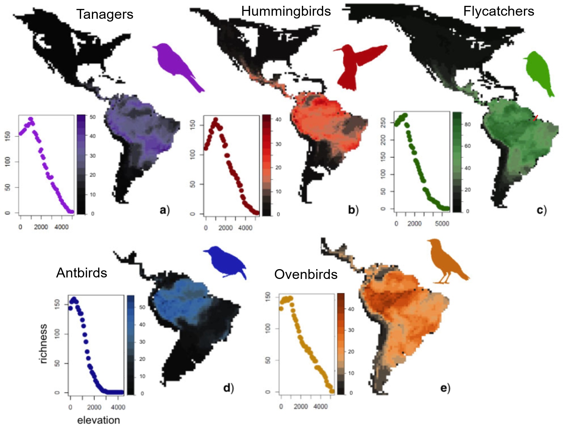 Taxa of birds with high species richness in the Neotropics