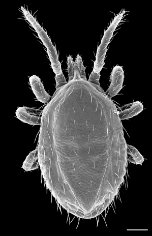 Photo of a nest mite