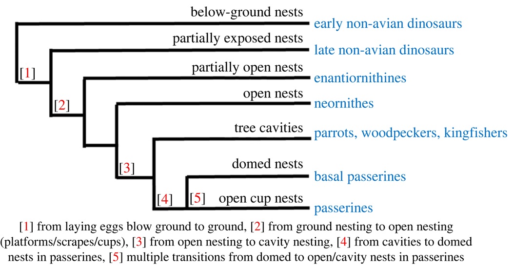 Bird nest evolution