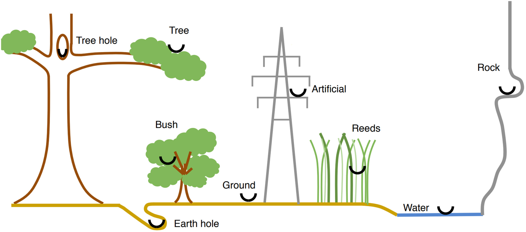Various nest locations of birds
