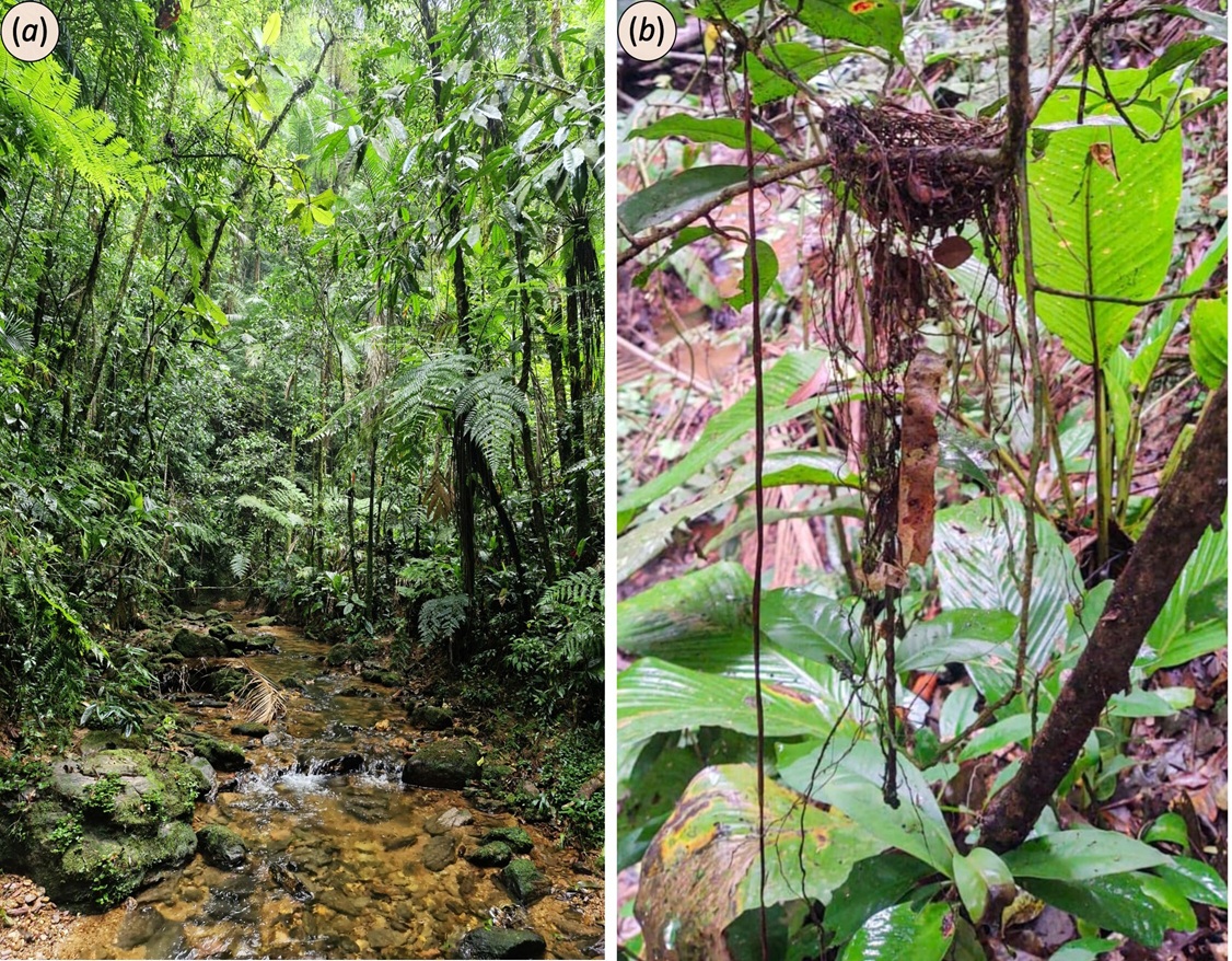 Manakin nest with tail