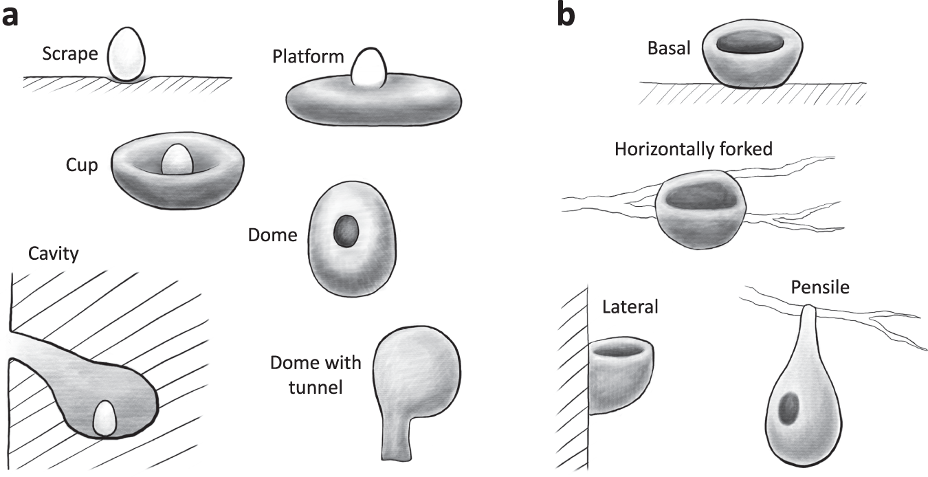 Different types of bird nests
