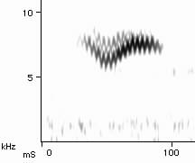 Sonagram of the flight call of a Black-and-white Warbler