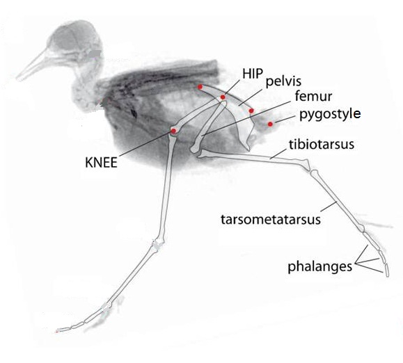X-ray of a walking shorebird