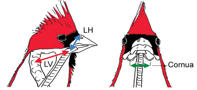Drawings showing movement of a Northern Cardinal's larynx when singing