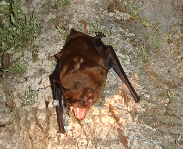 Photo of a Greater Noctule bat