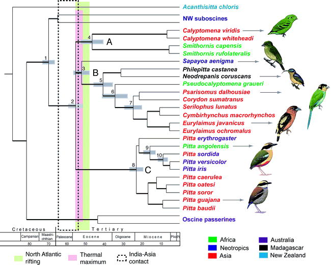 Phylogeny of the Eurylaimides
